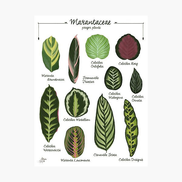 Item preview, Marantaceae prayer plants species illustration and pattern designed and sold by Onyria Art.