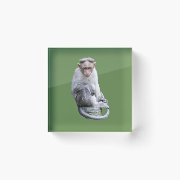 Item preview, Monkey photography / Chimp lover /  Gorilla  designed and sold by lukas754.