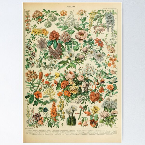 Item preview, adolphe millot fleurs 1800s designed and sold by AntiqueGallery.