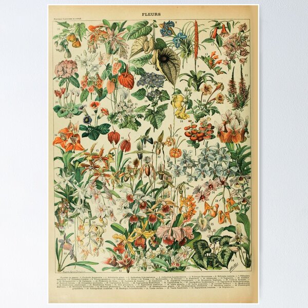 Item preview, dolphe millot fleurs 1800s poster designed and sold by AntiqueGallery.
