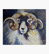 Swaledale Ram Photographic Print