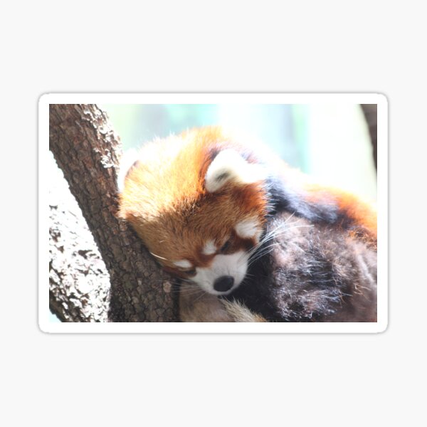 Item preview, The Red Panda designed and sold by Olivia Plasencia.