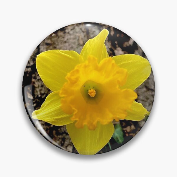 Item preview, Bright Yellow Daffodil designed and sold by jellywobble.