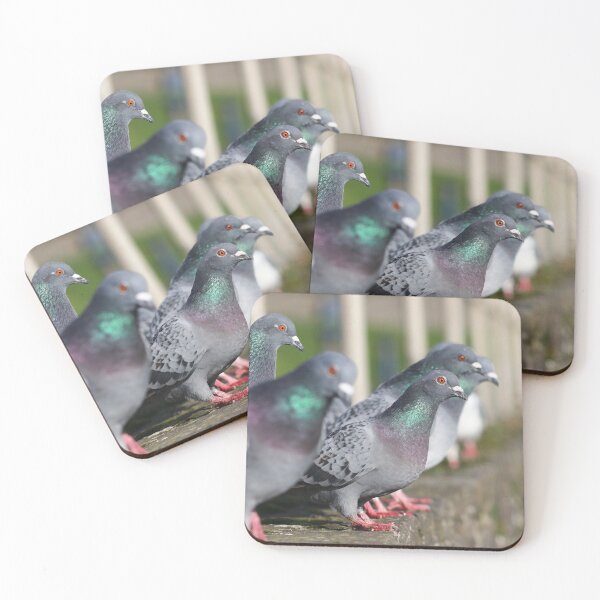 Item preview, Pigeon line up designed and sold by GreyFeatherPhot.