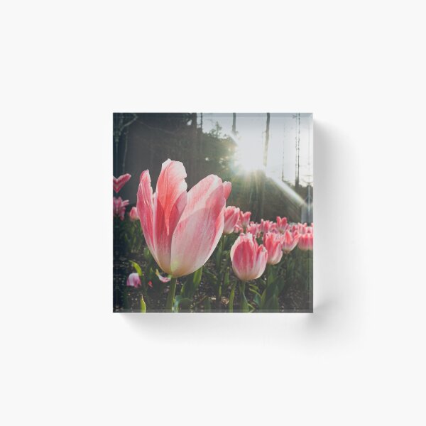 Item preview, Sunlight Pink Tulips designed and sold by thegraypocket.