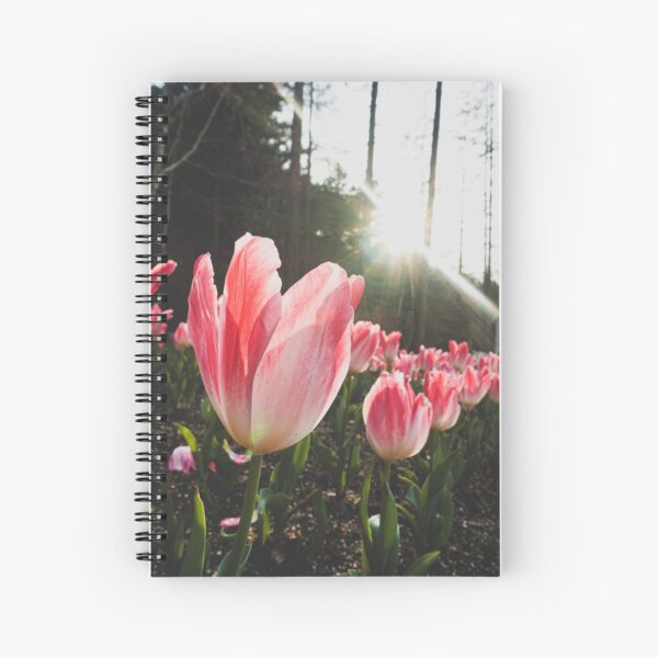 Item preview, Sunlight Pink Tulips designed and sold by thegraypocket.