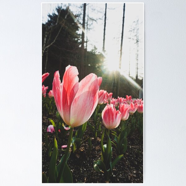 Item preview, Sunlight Pink Tulips designed and sold by thegraypocket.