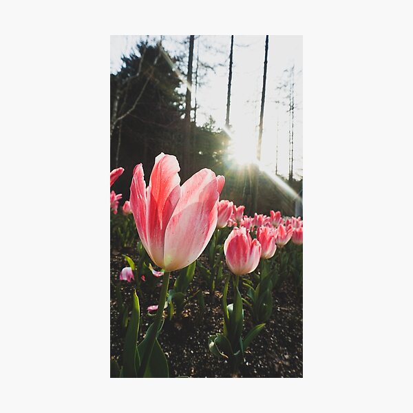 Item preview, Sunlight Pink Tulips designed and sold by thegraypocket.
