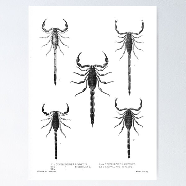Item preview, Scorpions designed and sold by redoARTstore.