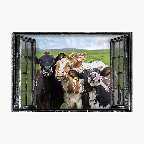 Item preview, Cattle Cows Window View designed and sold by KellenCowleyArt.