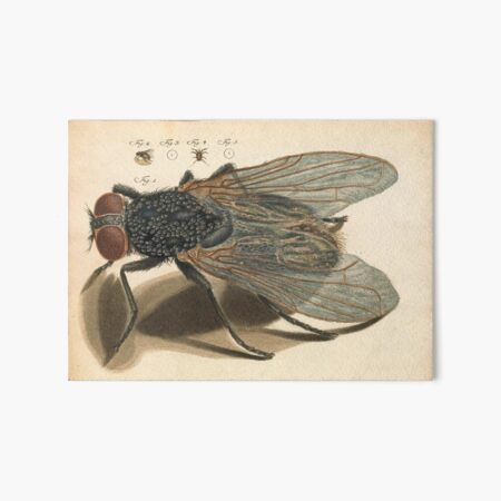 Amusement microscopique: the fly Art Board Print