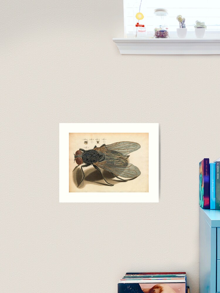 Art Print, Amusement microscopique: the fly designed and sold by Alex-Strange