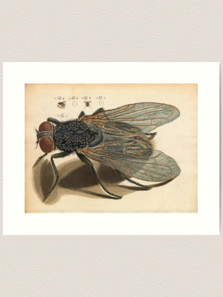 Thumbnail 2 of 3, Art Print, Amusement microscopique: the fly designed and sold by Alex-Strange.