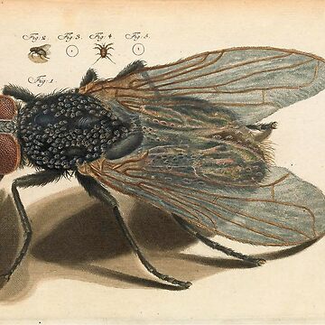 Artwork thumbnail, Amusement microscopique: the fly by Alex-Strange