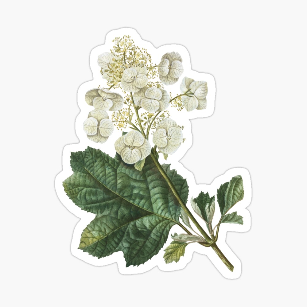 Oakleaf hydrangea, hortensia