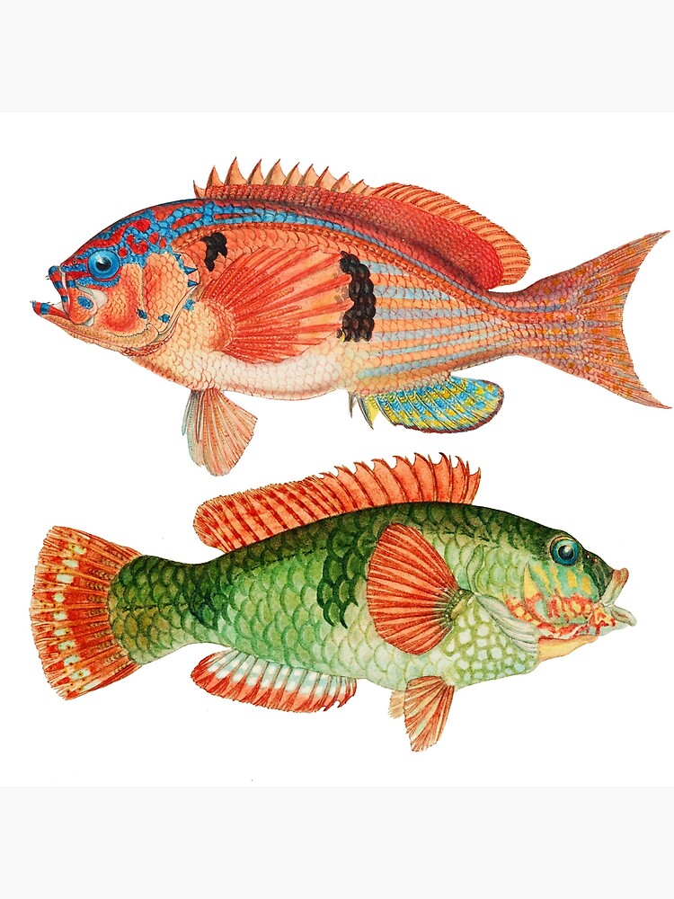 Colorful Antique Fish Botanical Vintage Aquatic Animal Illustration | Art  Board Print