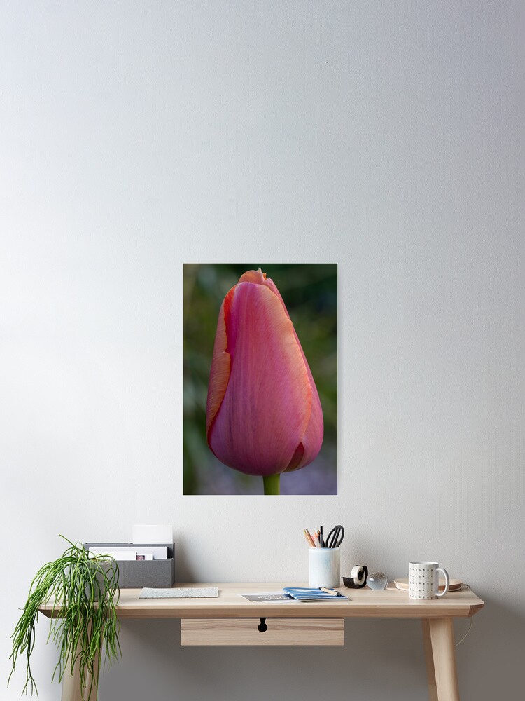 Thumbnail 2 von 3, Poster, Tulipa Rosa designt und verkauft von DianeFIFIELD.