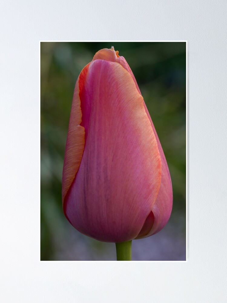 Thumbnail 1 von 3, Poster, Tulipa Rosa designt und verkauft von DianeFIFIELD.