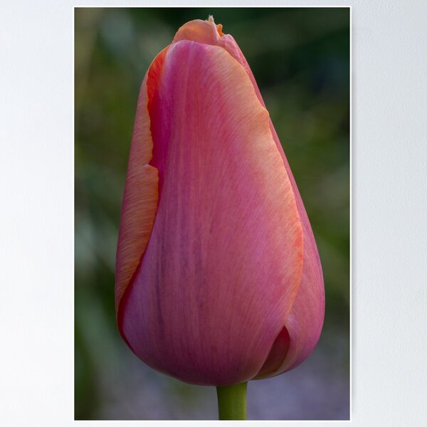 Item preview, Tulipa Pink designed and sold by DIANE  FIFIELD.