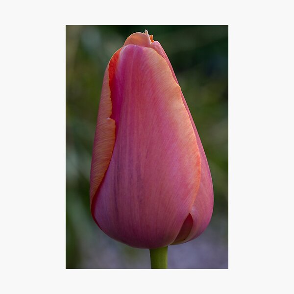Item preview, Tulipa Pink designed and sold by DIANE  FIFIELD.