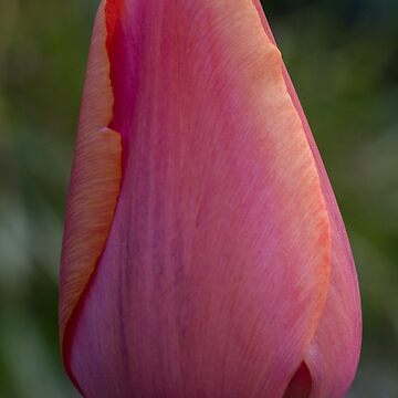 Vorschaubild zum Design Tulipa Rosa von DIANE  FIFIELD