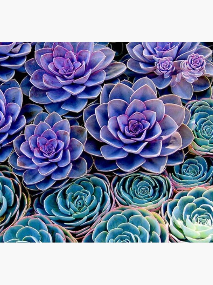 Purple Cacti by meganbxiley