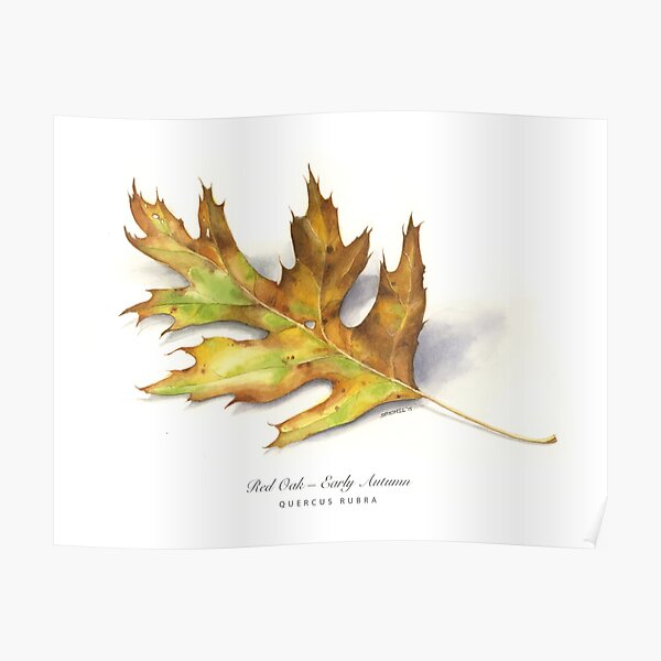 Early Autumn Oak Poster