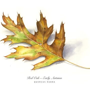 Artwork thumbnail, Early Autumn Oak by mindofwaterc