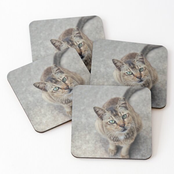 Item preview, Curious Cat designed and sold by Ashka Saxena.