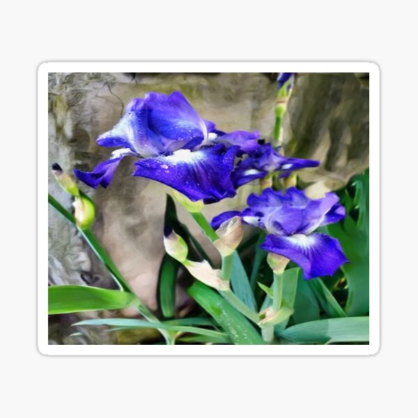 Item preview, Blue Iris designed and sold by Judy Palkimas.