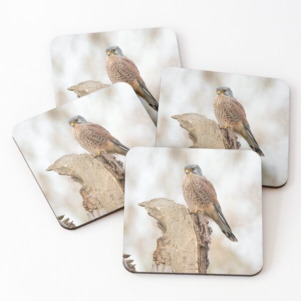 Item preview, Common Kestrel designed and sold by Steve Liptrot Photography.