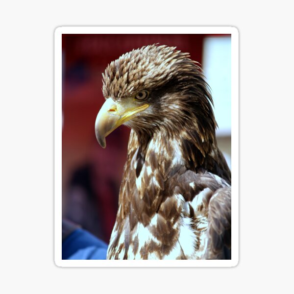 Eagle, Ketchikan, Alaska Sticker