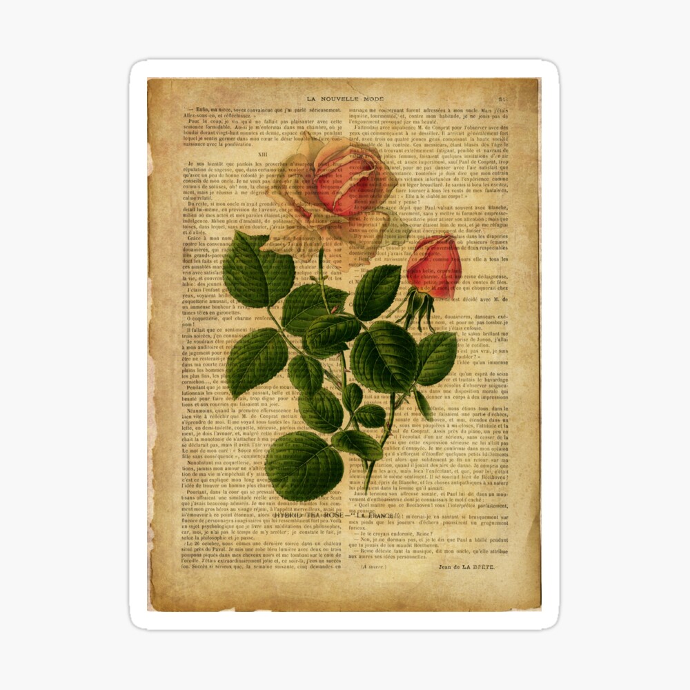 Botanical print, on old book page - flowers - roses