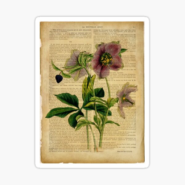 Artikel-Vorschau von Botanischer Druck, auf alter Buchseite - Blumen, designt und verkauft von Art by Lilia.