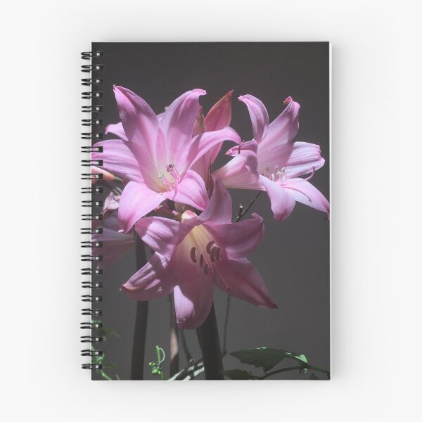 Item preview, Amaryllis Belladonna designed and sold by Pickleisgreen.