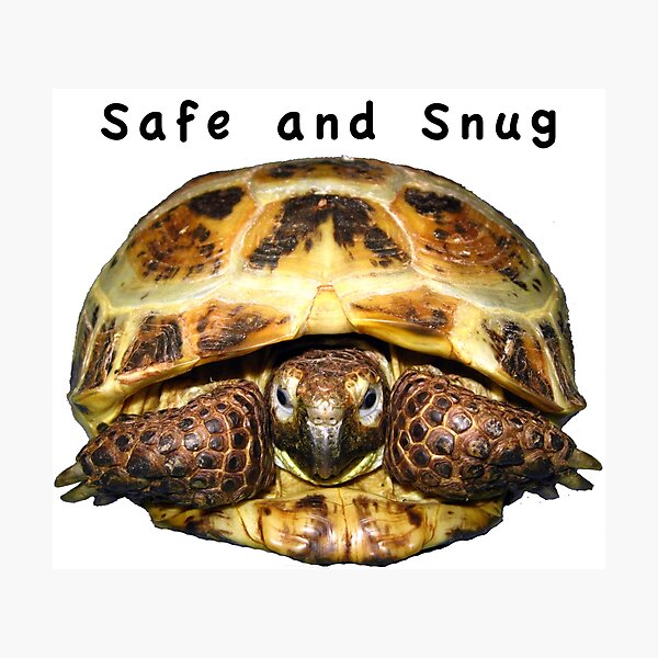 Tortoise - Safe and snug Photographic Print