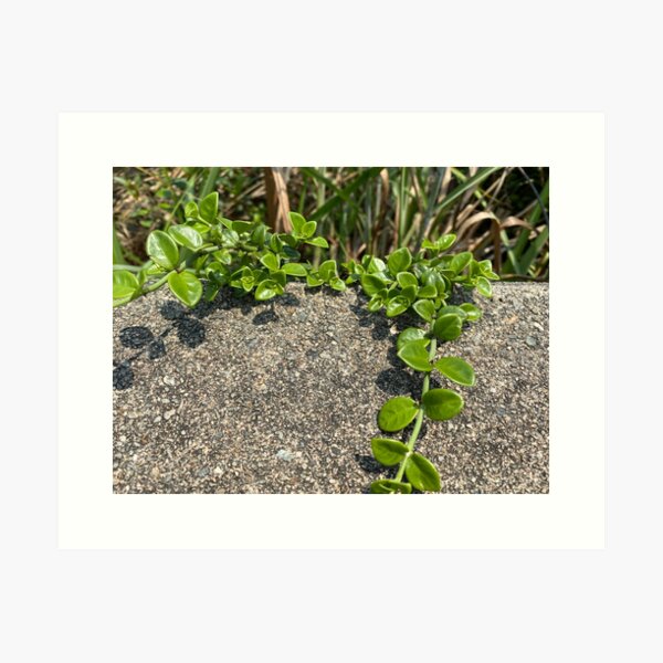 Green Creeper attached to Concrete Block Art Print