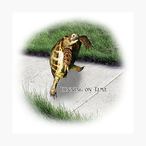 Tortoise - Running on time Photographic Print