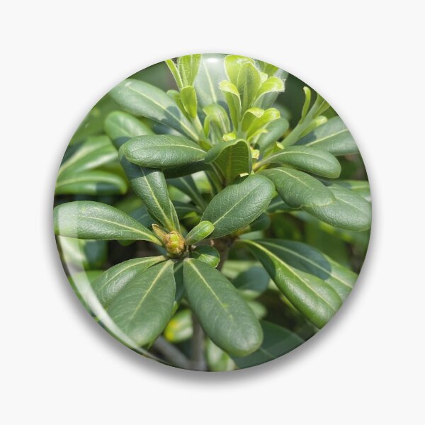 Item preview, Green Budding Plant designed and sold by Sinemathk.