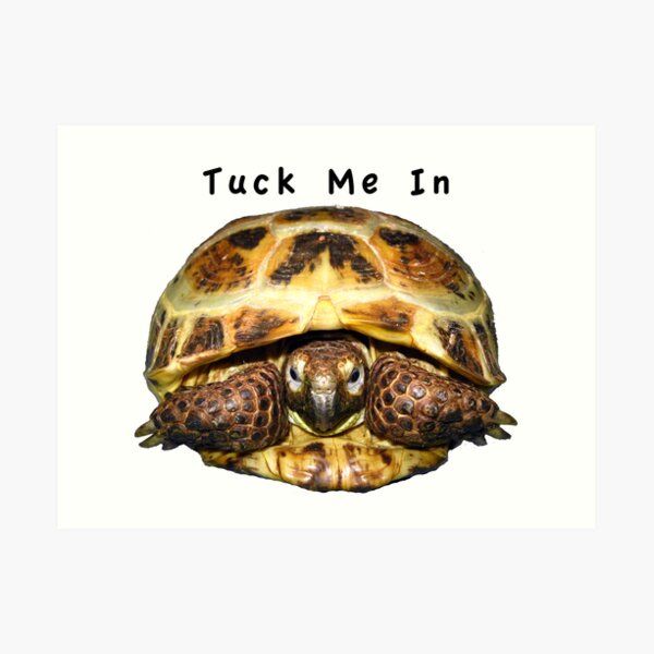 Tortoise - Tuck me in Art Print