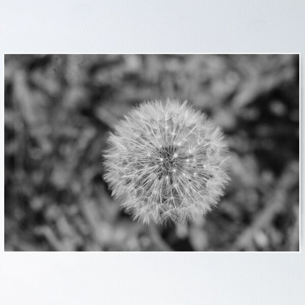 Item preview, Dandelion Fluff designed and sold by JenniferGruhl.
