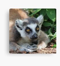 Ring-tailed Lemur Relaxing Leinwanddruck