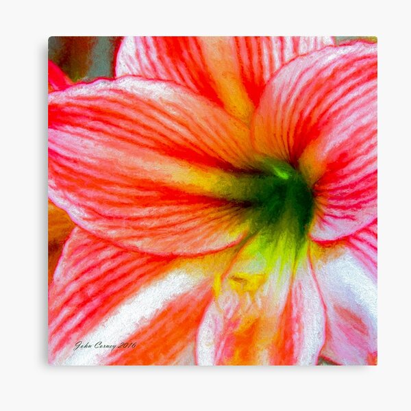 Candy-Cane Striped Amaryllis Canvas Print