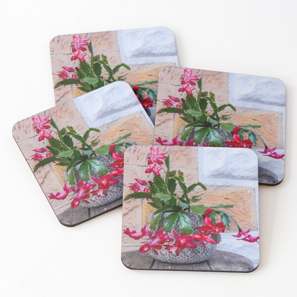 Item preview, Flowering zygocactus, Christmas cactus, in a pot as a Christmas decoration designed and sold by vanessal.