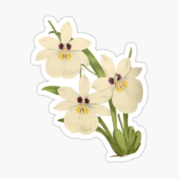 Item preview, White orchid  botanical Illustration designed and sold by MyFreshPrints.