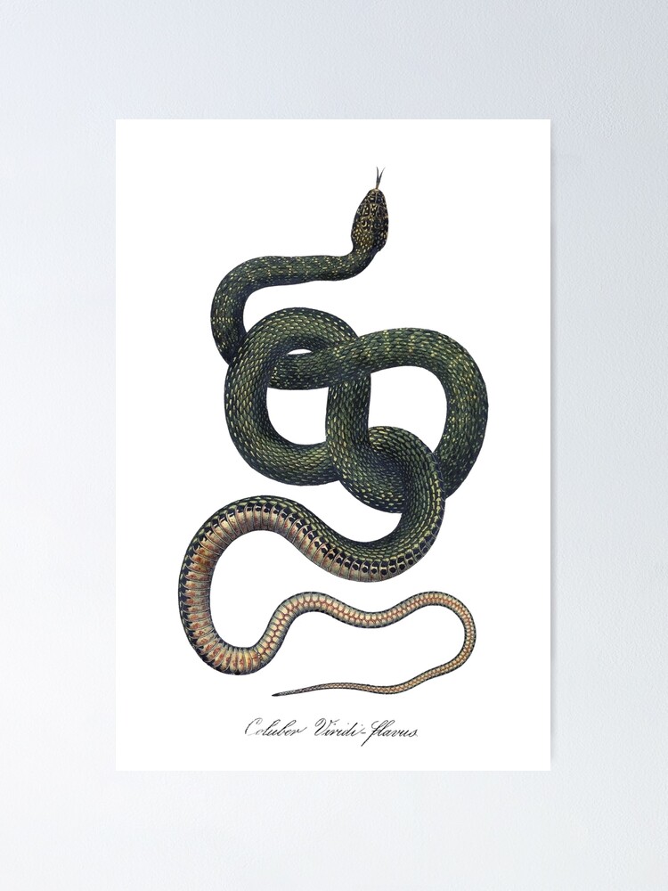 Premium Photo  A giant predatory snake. 3d illustrations