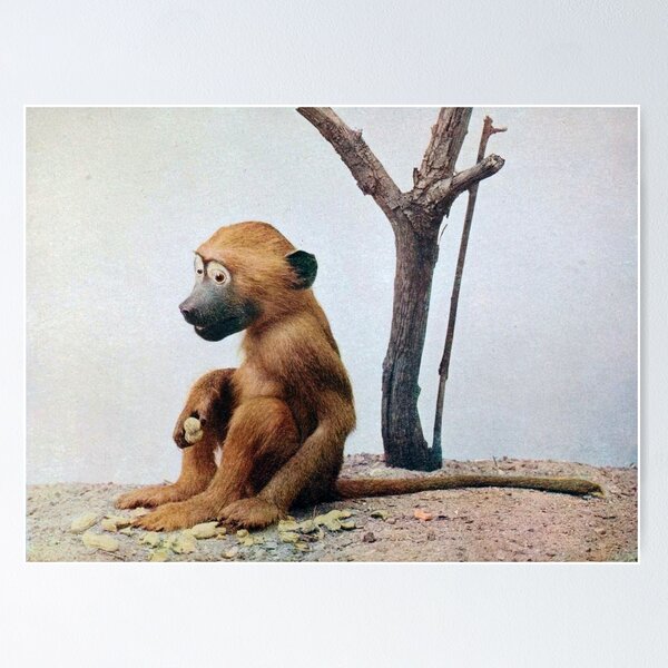 Item preview, Badly Taxidermied Baboon Infant designed and sold by redoARTstore.