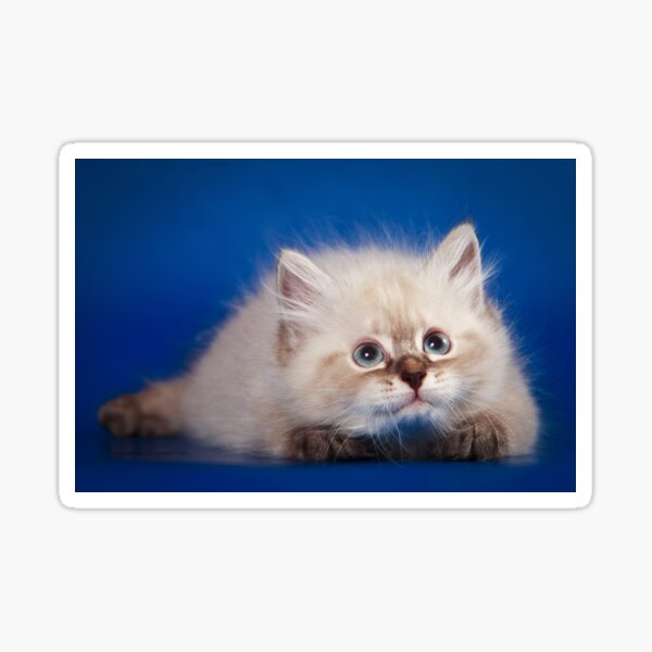 Item preview, Fluffy charming cute kitty cat designed and sold by utekhina.