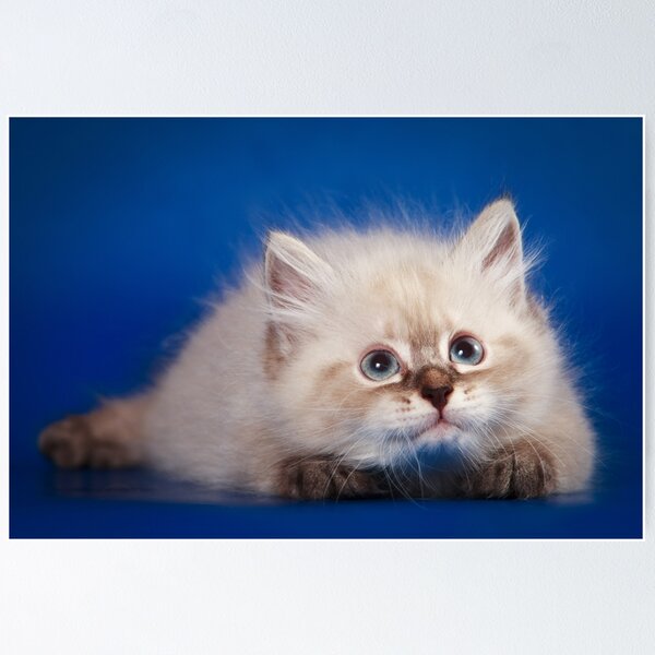 Item preview, Fluffy charming cute kitty cat designed and sold by utekhina.