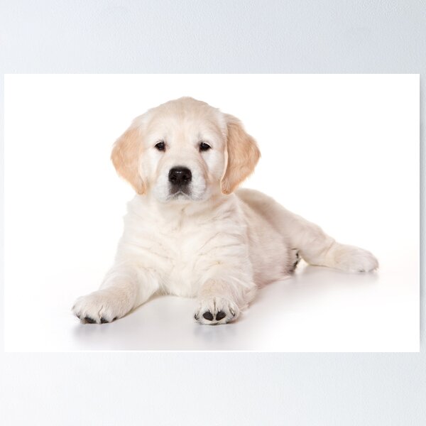 Item preview, Fluffy white puppy dog golden retriever labrador designed and sold by utekhina.